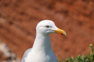 Seemöve Helgoland