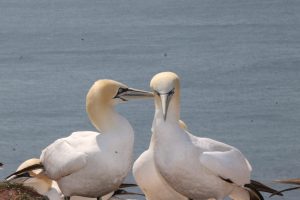 Basstölpel Charaktervogel Helgolands