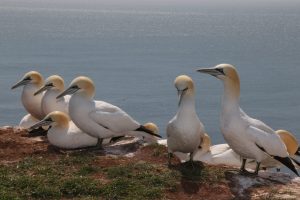 Trottellumme Charaktervogel Helgolands