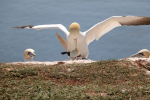 Trottellumme Charaktervogel Helgolands