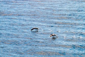 Rennende Vögel in Húsavík