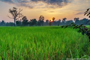 Sonnenaufgang über einem Reisfeld in Laos