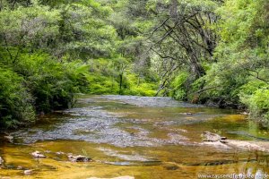 Bachlauf im Wald in den Blue Mountains