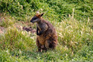 Wallaby auf Phillip Island