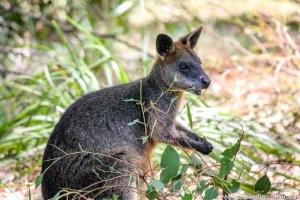 Känguru beim Fressen im Wilsons Promontory National Park