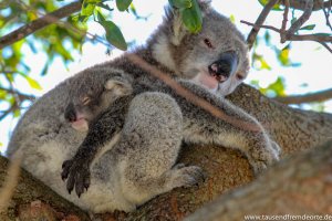 2 Koalas im Baum