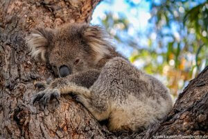 Koala schläft im Baum auf Raymond Island