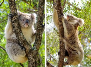 2 Koalas im Baum