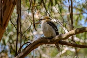 Kookaburra im Baum