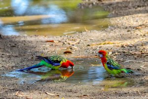 2 Papageien am Wasserloch auf Raymond Island