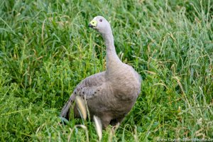 Gans auf Phillip Island