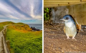 Pinguine auf Phillip Island