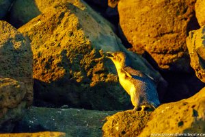 Pinguin in St.Kilda