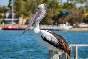 Portrait von einem Pelikan auf Raymond Island