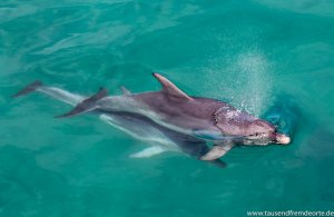 Delfine im Wasser bei Sorrento