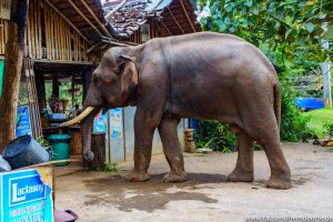 Elefant steht am Straßenrand