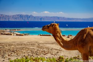 Kamel an der blauen Lagune bei Dahab in Ägypten