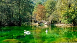 Schwan auf einem See in Sarajevos Parkanlage