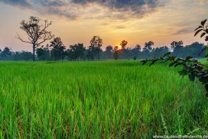 Sonnenaufgang vom Reisfeld in Laos