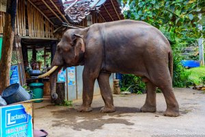 Elefant am Straßenrand auf dem Samoeng Loop