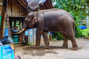 Elefanten sind in Thailand eigentlich keine Seltenheit.