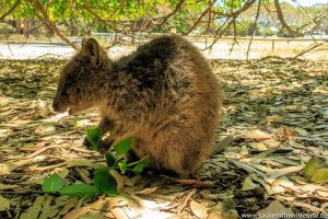 Quakka auf Rottnest Island am essen