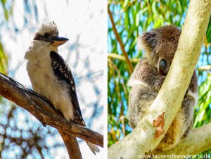 Der Yanchep Nationalpark ist eine tolle Sehenswürdigkeit in Perth