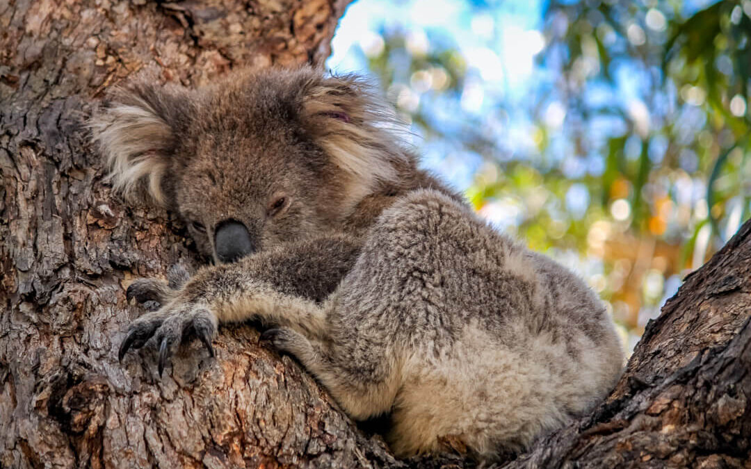 Koala auf Raymond Island