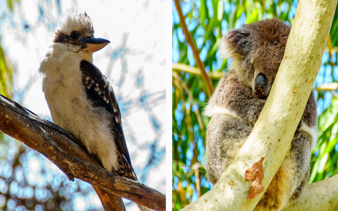 Yanchep National Park